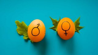 gender symbols drawn on eggs