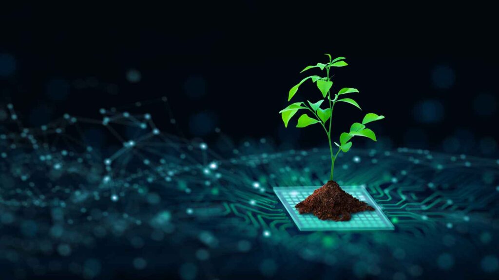seedling