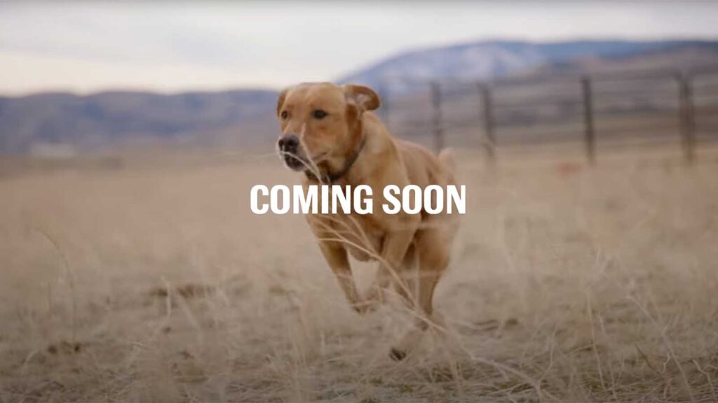 dog running with coming soon over the top